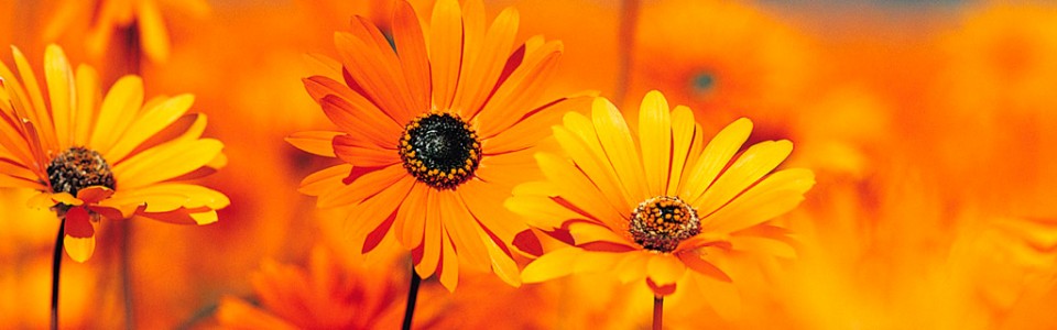 Full-Width Featured Image