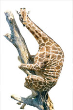 deneyerek başarıya ulaşamazsınız